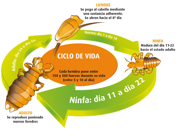 ciclo de los piojos