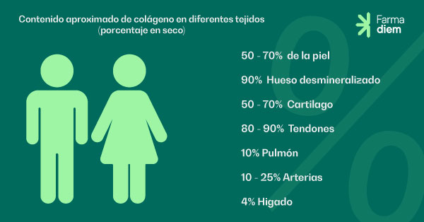 contenido colágeno en el cuerpo